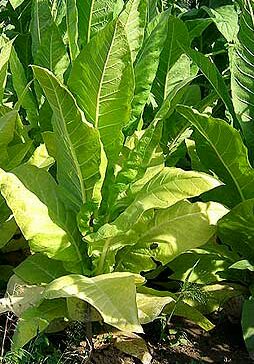 Golden_BurleySM_1.jpg image