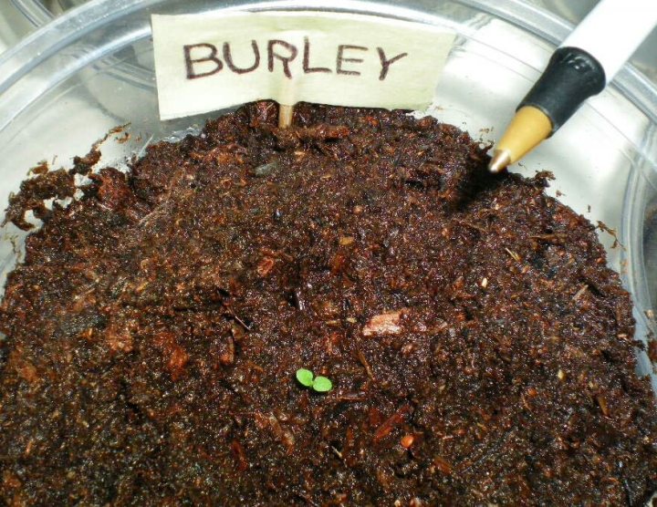 Sprout2011Burley_1.jpg image
