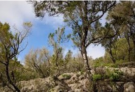 image credit : gardenersvoice.com